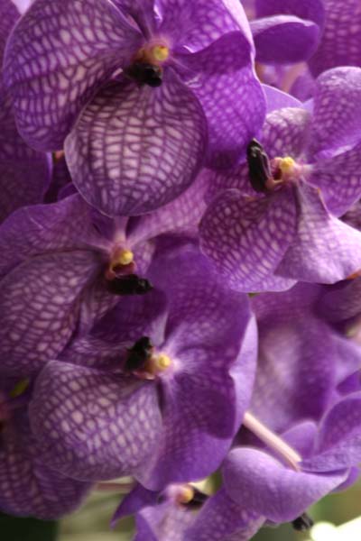 バンダ Vanda 花図鑑