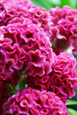 ケイトウ アーリーローズ Cockscomb Early Rose 花図鑑 アイロニーに入荷する稀少品種や人気花材を紹介