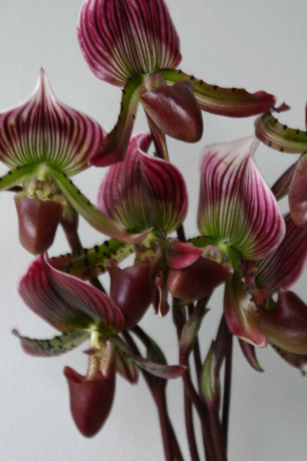 パフィオペディラム Paphiopedilum 花図鑑