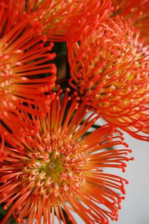 ピンクッション Pincushion 花図鑑 アイロニーに入荷する稀少品種や人気花材を紹介