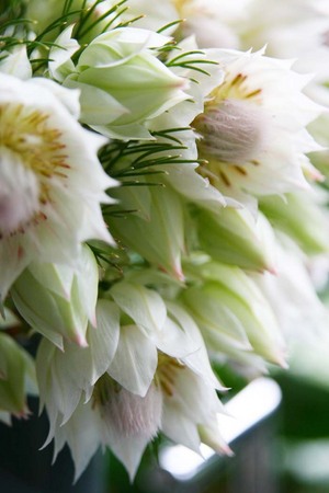 セルリア Serruria 花図鑑 アイロニーに入荷する稀少品種や人気花材を紹介