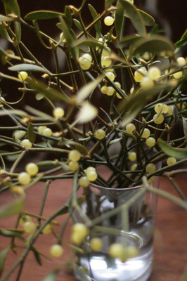 ヤドリギ 寄生木 Mistletoe 花図鑑 アイロニーに入荷する稀少品種や人気花材を紹介