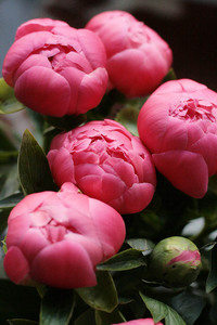 peony-coralcharm.jpg